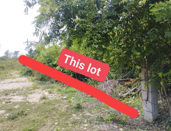 1628 sqm Residential Lot For Sale in Panglao Bohol