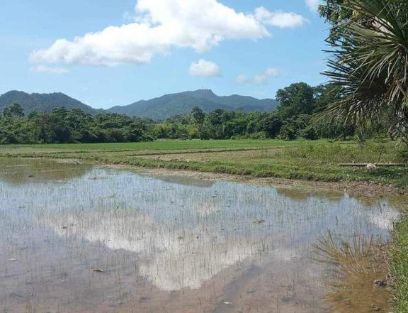 10 hectares Residential Farm For Sale in El Nido (Bacuit) Palawan
