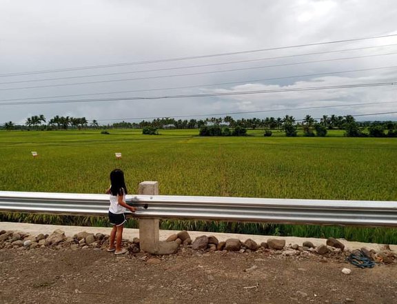 Rice farm for sale. Along national high way