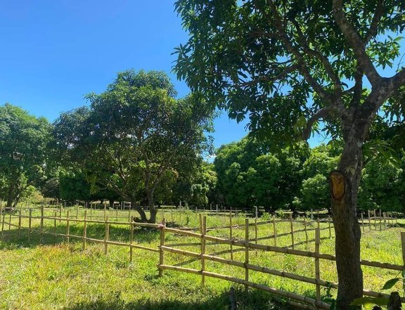 Residential Farm with Mango Trees