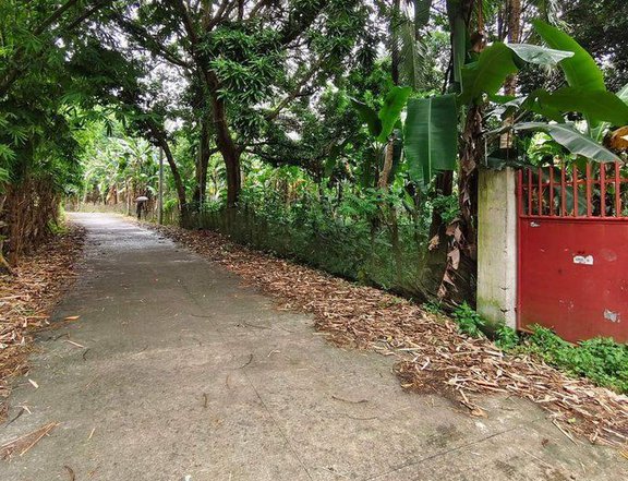 READY TO USE RESIDENTIAL FARM LOTS FOR SALE IN MABITAC LAGUNA, FREE KUBO FOR 1ST 10 BUYERS