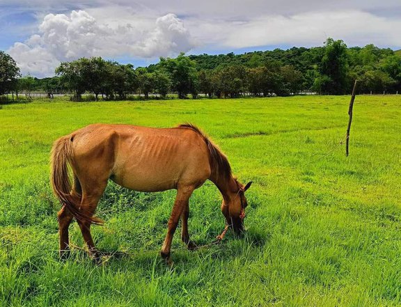 Rancho Farm in Tanay Rizal