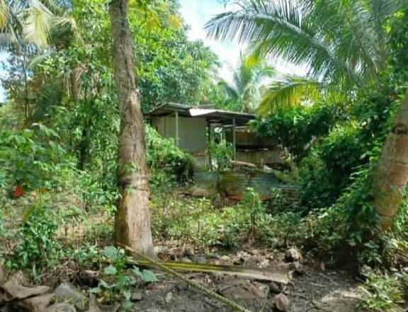 244 sqm Residential Farm For Sale in New Corella Davao Del Norte