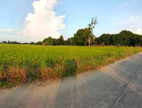 Agricultiral farm including fish pond and a little tiny house