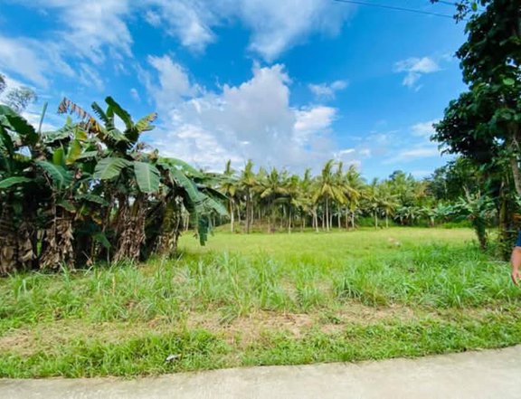 200sqm = 130,000 grab yours now!!! Total Lot area is 1.5 hectares = 9,750,000 cutting allowed!!!