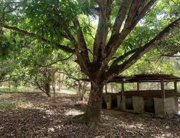 4.8 Hectares Farm Lot For Sale in New Corella Davao Del Norte