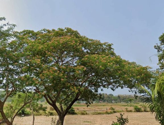 Clean Titled Raw Land FOR SALE along cemented road t Cabugao, Ilocos Sur