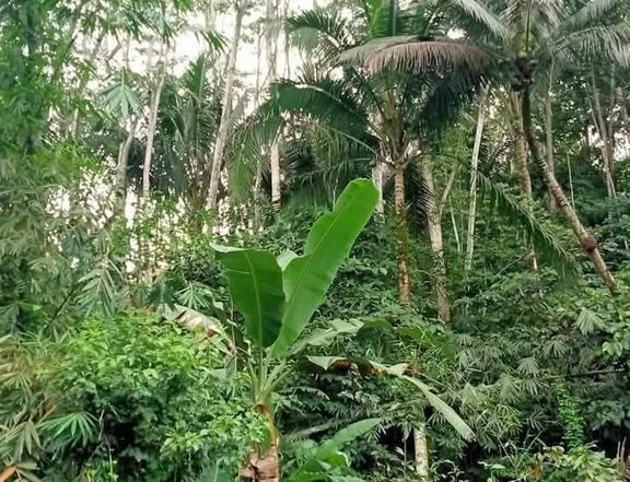9 hectares Farm Lot For Sale in Montevista Davao De Oro Compostela Valley