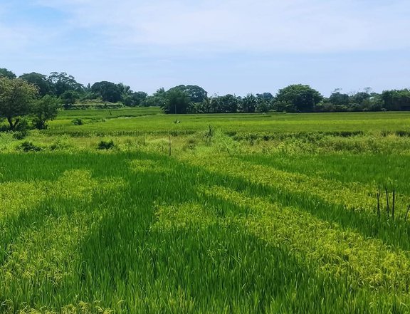 Commerical/Residential Lot FOR SALE along diversion road, Candon City, Ilocos Sur