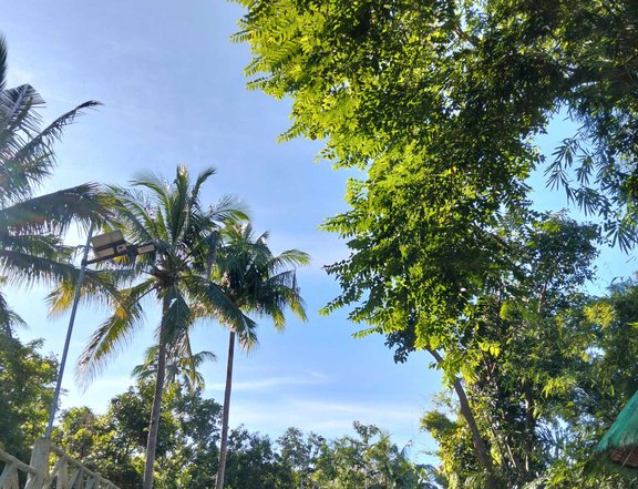 Residential farm lot with fruit bearing and cool weather in Alfonso
