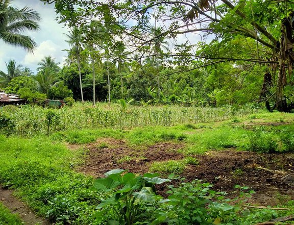 Farm lot for Sale 500 sqm Cemented road along Hi way