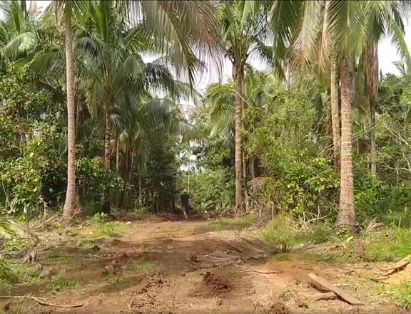 Farm lot for Sale -507sqm in Alfonso buy now - retirement