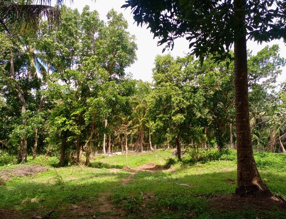 Farm lot for sale near Tagaytay with cold weather