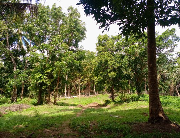 Farm lot for sale with fruits bearing