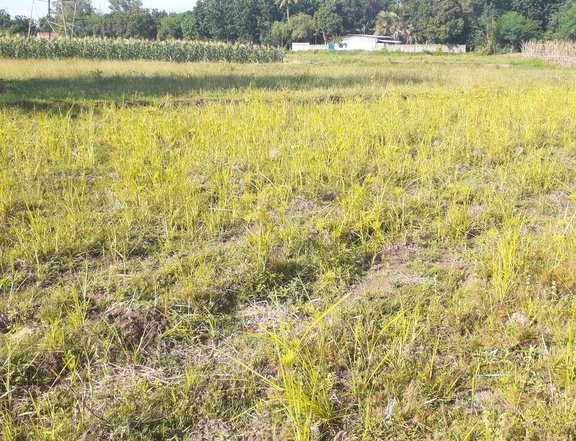 A piece of land planted with palay