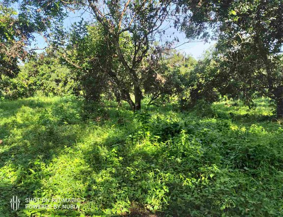 FOR LEASE: AGRICULTURAL LAND with fruit bearing trees