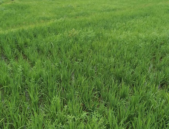 Rice field farm