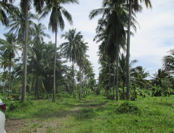 Working Coconut Plantation
