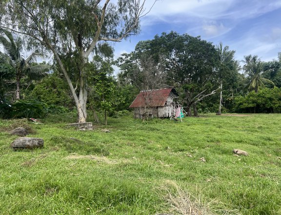 6,006 sqm Residential Farm For Sale in Dauin Negros Oriental