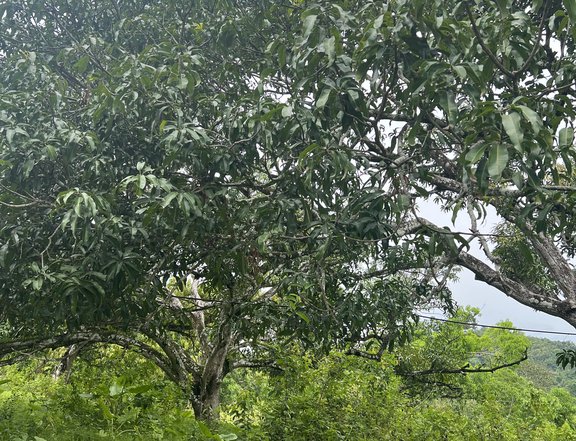 Affordable Mango Farmlot for sale in Carcar Cebu, Philippines