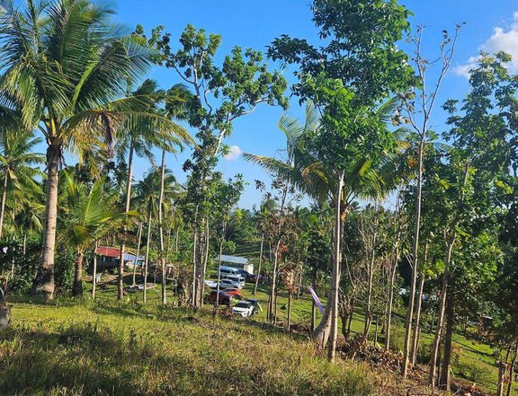 "Budget Friendly Your Dream Residential Farm Land for Sale located in Tubigon Bohol Phils"