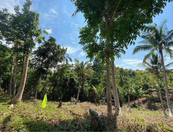 Tubigon Bohol Residential FarmLand for Sale