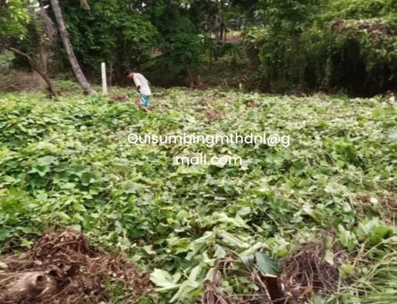 A farm lot in malinao narra palawan that can be used on business