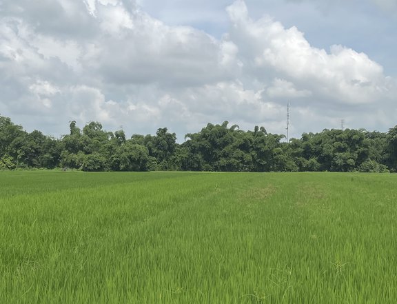 1.2 hectares Residential Farm in front of highway FOR SALE in Santo Tomas pangasinan