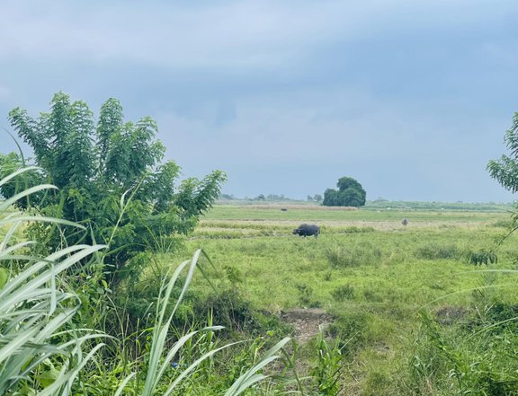 FARM LOT IN TARLAC WITH VIEW OF MT ARAYAT NEAR CONCEPCION SCTEX EXIT