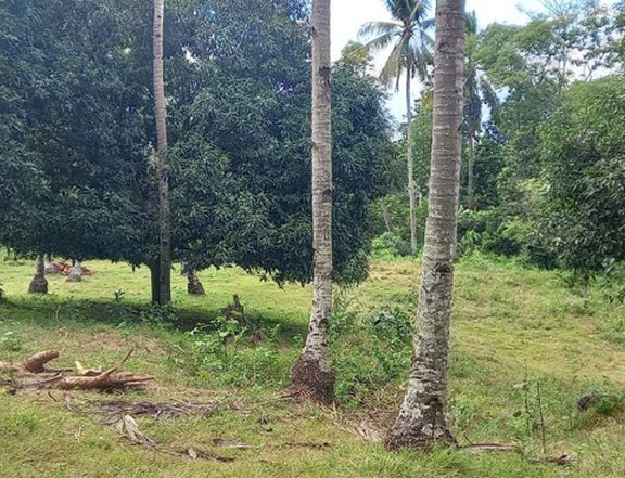 1.06 hectares Agricultural Farm For Sale in Sariaya Quezon