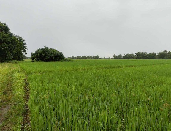 1 hectare Residential Farm For Sale in Mabalacat Pampanga