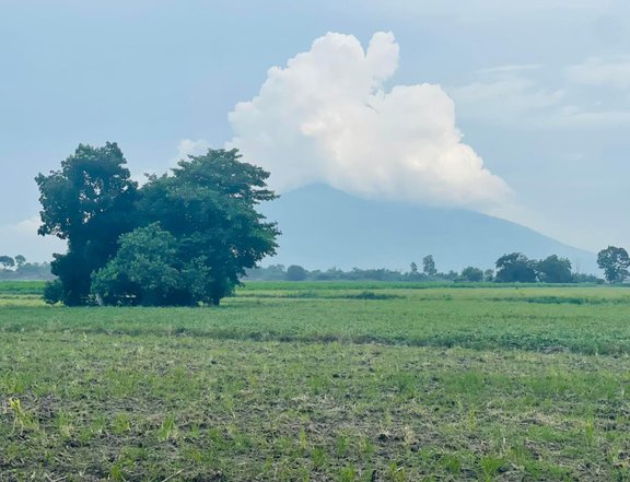 FOR SALE FARM LOT IN TARLAC WITH VIEW OF MT ARAYAT NEAR CONCEPCION SCTEX EXIT