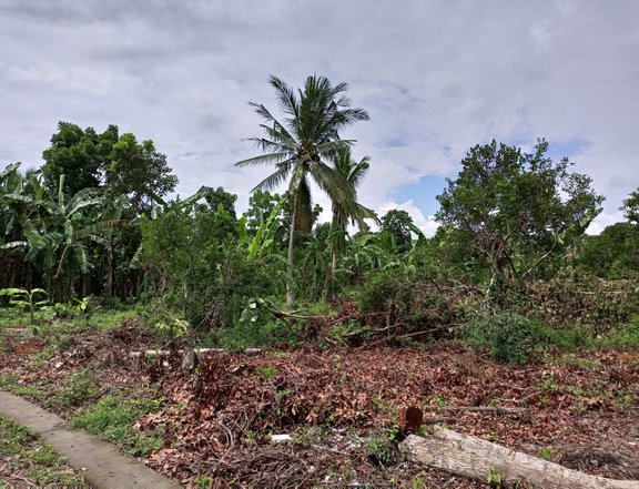 1000 sqm Farm Lot for Sale in Behia Tiaong, Quezon