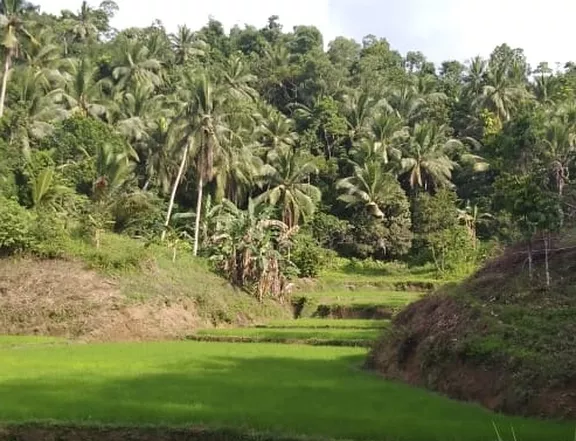 36405 sqm agricultural land for sale in sapian capiz.