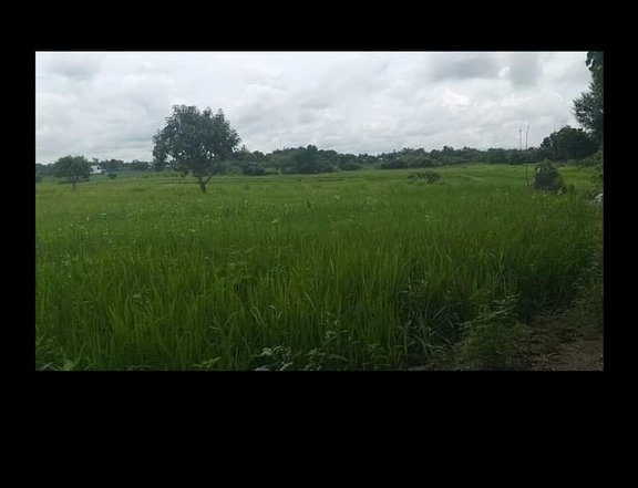 22523 sqm Agro-Industrial Farm For Sale in Alaminos Pangasinan