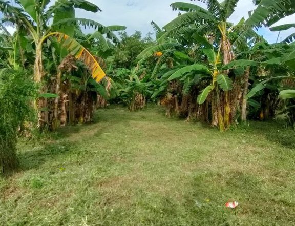 Farm lot  along brgy road