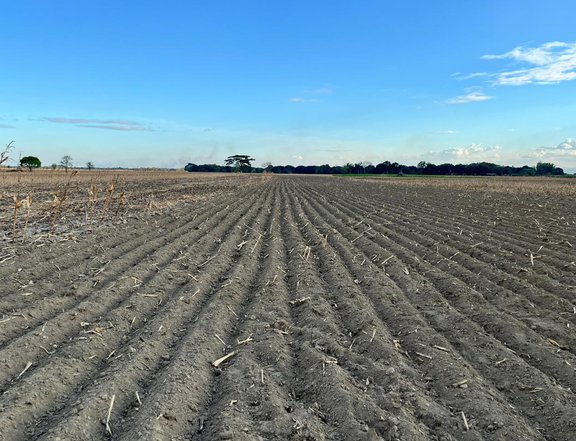 2.48 hectares Agricultural Farm For Sale in Alcala Pangasinan