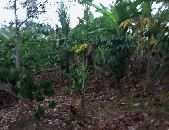 Farm Lot in Alfonso Cavite, Brgy Matagbak 1