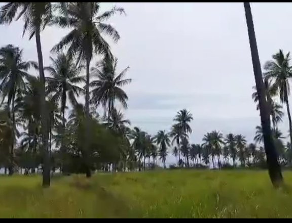 57,795sqm Beach Property For Sale in Narra Palawan