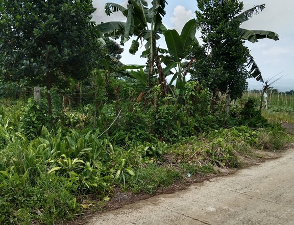 1,000 sqm Residential Farm For Sale