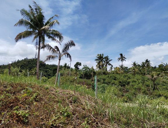 300 sqm Residential Farm SIARGAO ISLAND