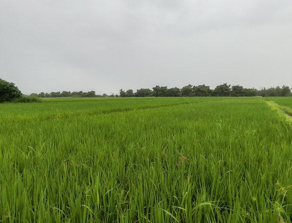 1 hectare Agricultural Farm RUSH For Sale in Mabalacat Pampanga