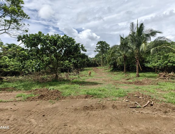 Farm Lot For Sale 500 Sqm Cut Size