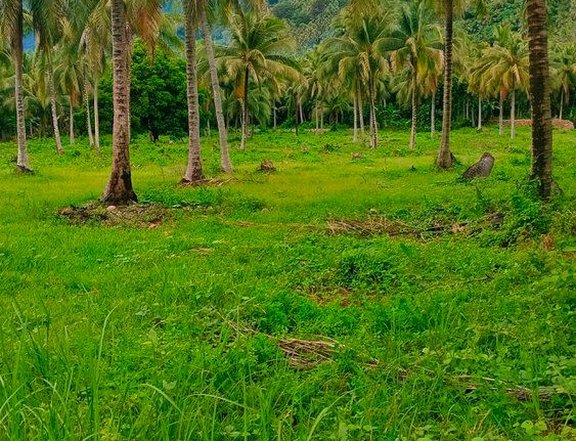 Beach lot for sale in Dipaculao near Baler Aurora..Only 5k to reserve