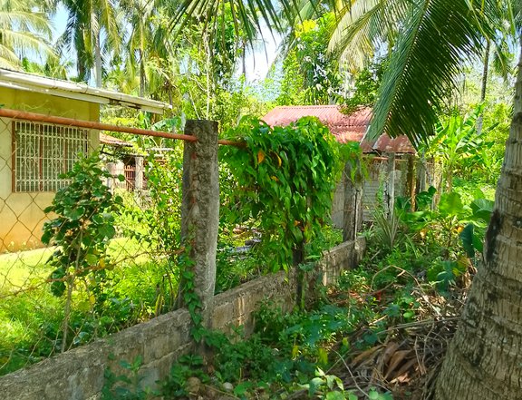 Pinakabarato sa Camotes Lot Near Beach