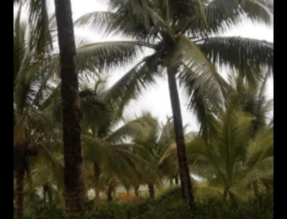 Good investment and income generating farm