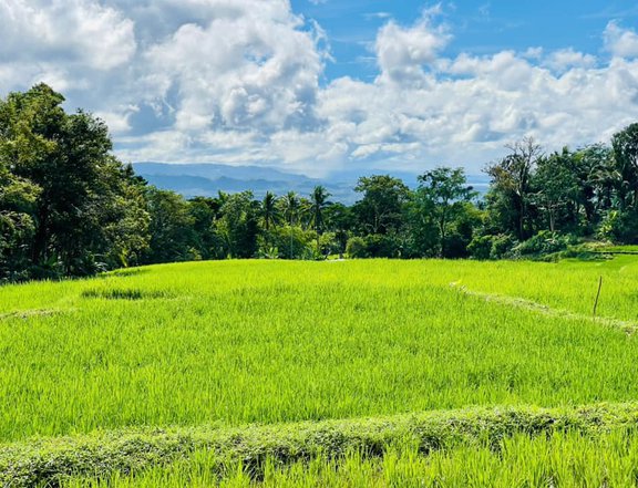 10 hectare of farm lot for sale in Plaridel aborlan Palawan