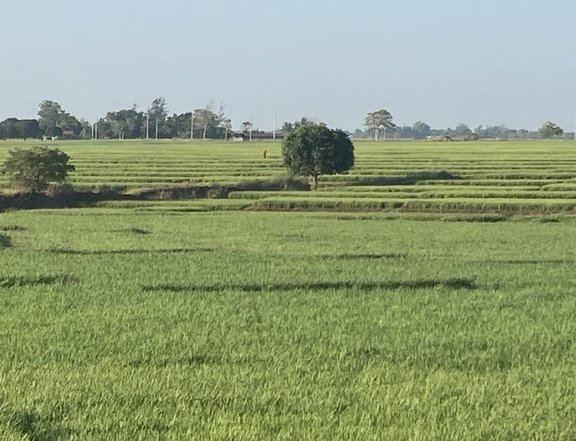 11,9 Hectares of Rice Farm Lands located at San Felipe, Llanera, Nueva Ecija