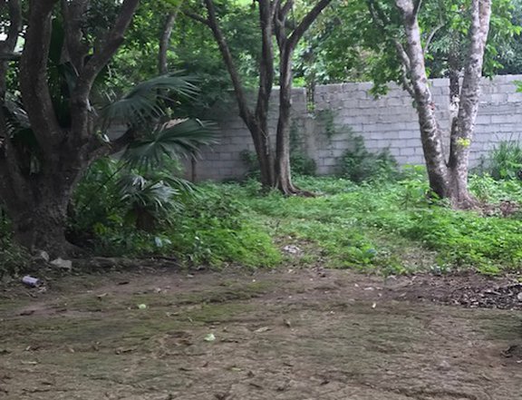 A residential lot with several fruit bearing  mango trees and a santol tree.