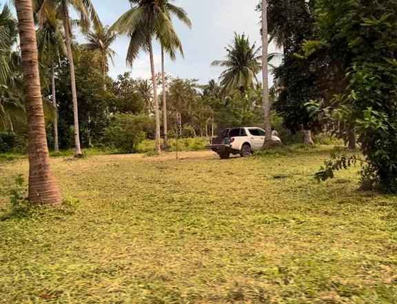 Affordable FarmLot in Bgry Cabay Tiaong Quezon